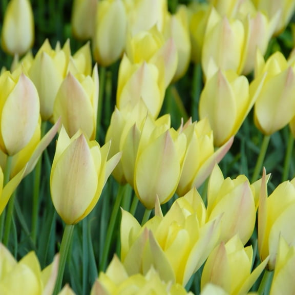 Honky Tonk Tulip batalinii - 10 Bulbs - 6/ cm Bulbs