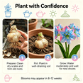 thumbnail image 4 of Amaryllis, Low Maintenance - Easy Grow - Ideal for Beds Borders, Plant Pots & Planters, 4 of 5