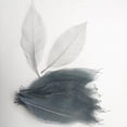 thumbnail image 4 of 100pcs Dried Magnolia Skeleton Leaves Scrapbook Embellishment DIY Bookmarks, 4 of 8
