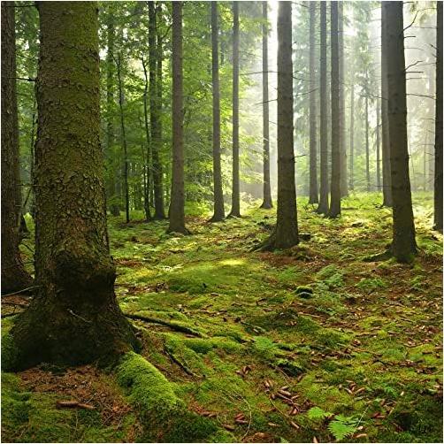 aquarium terrarium backgrounds main (forest, 36”l x 36”h)