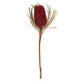 thumbnail image 1 of Vickerman H1BAJ475-3 Tiges de Fleurs Jumbo Rouge Banksia 12-18 Po., 1 of 1