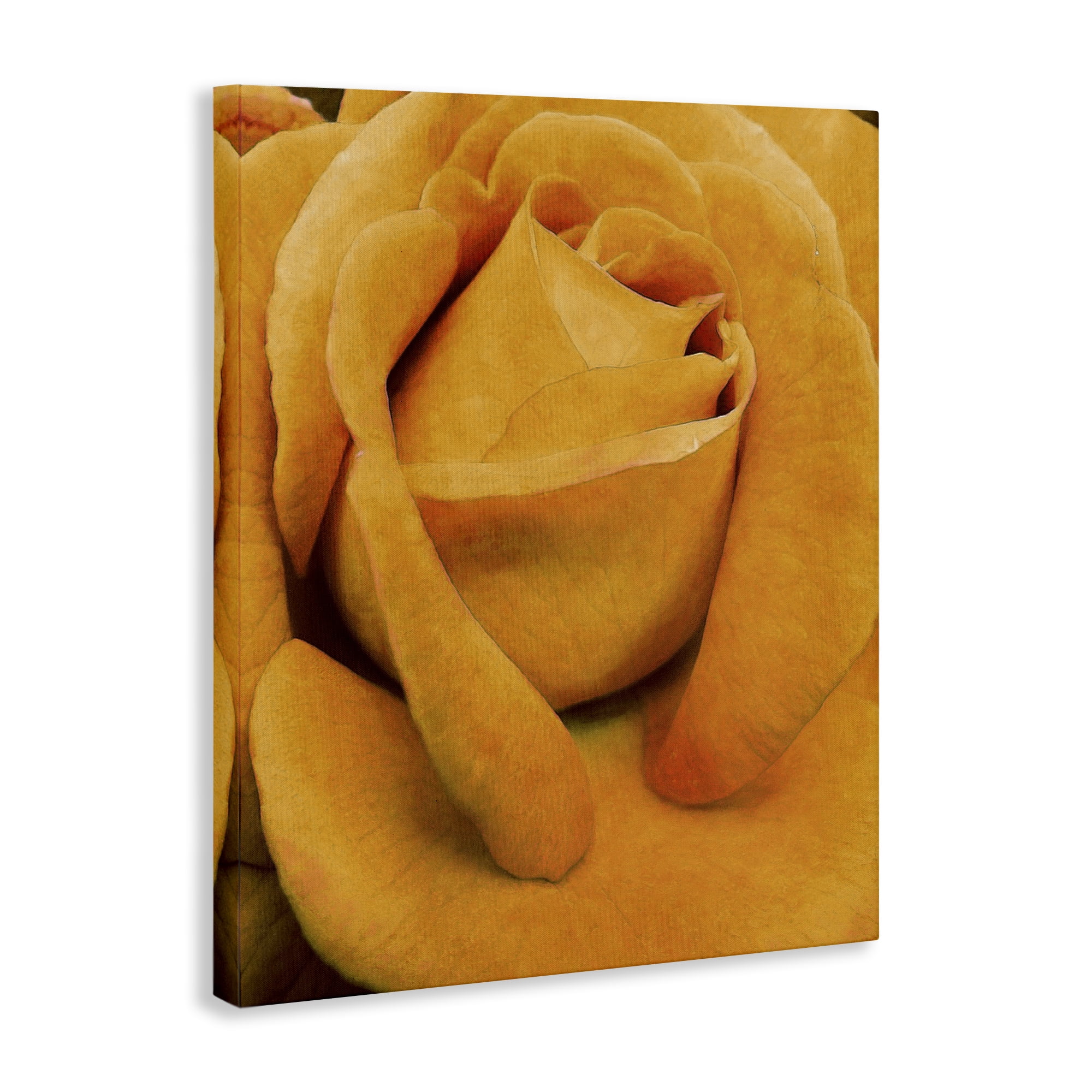 Stupell Industries Yellow Rose Close Up Botanical & Floral Painting Gallery Wrapped Canvas Art Print Wall Art, 24 x 30