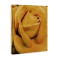 thumbnail image 4 of Stupell Industries Yellow Rose Close Up Botanical & Floral Painting Gallery Wrapped Canvas Art Print Wall Art, 36 x 48, 4 of 8