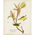 thumbnail image 3 of Audubon, John James 15x18 Black Modern Framed Museum Art Print Titled - Pl 38 Kentucky Warbler, 3 of 5