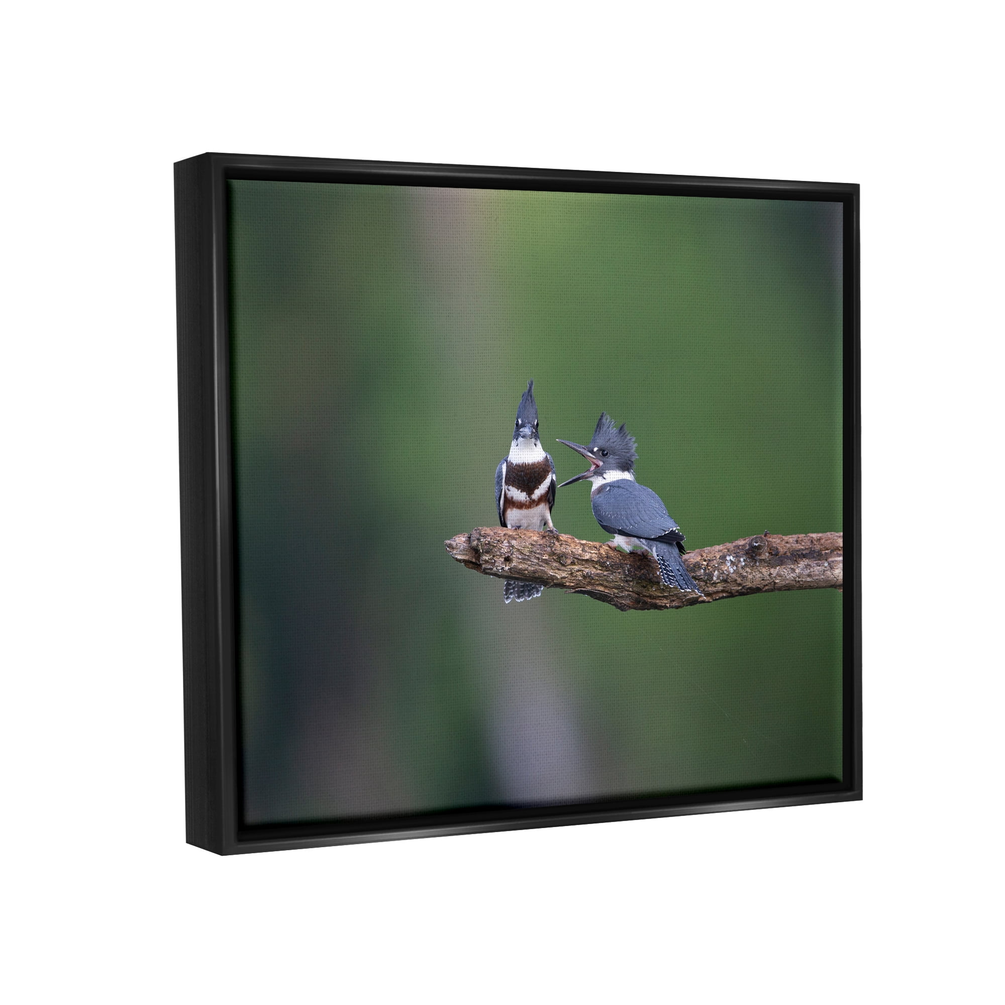 Stupell Industries Blue Jays on Branch Animals & Insects Photography Black Floater Framed Canvas Art Print Wall Art, 21 x 17
