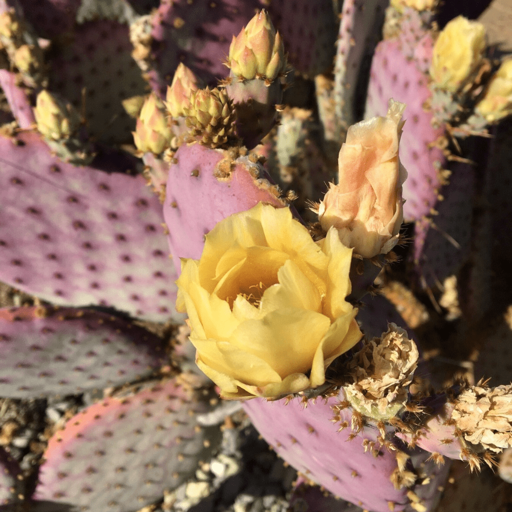 Purple Prickly Pear Plant, Prickly Pear Cactus Live Plant, 3 Inch Pot