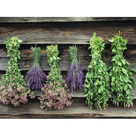 Herbs Drying Upside Down Print Wall Art By Clay