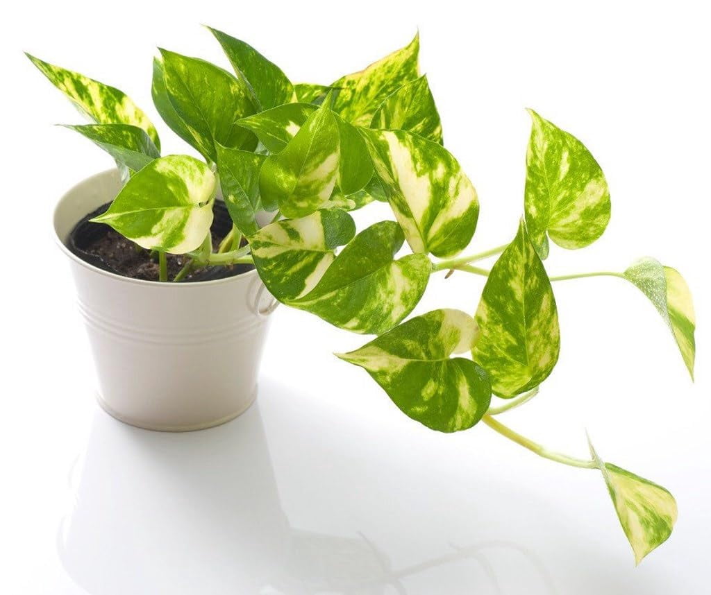 🍃 Gardenera Labs Epipremnum Plant Potting Mix - Elevate Your Space with a Premium Blend for Foliage Brilliance - 20 QUART