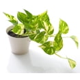 thumbnail image 2 of Gardenera Labs Epipremnum Potting Mix - Promote Strong Roots and Luxurious Leaves with Our Premium Blend - 4 Quart, 2 of 3
