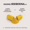 thumbnail image 3 of Berberina 1000mg Vitfinity | 10X Absorción con Berbevis® Phytosome® | Fórmula Dual Action HCL | 60 Cápsulas, 3 of 6