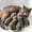 White, variant on BVCL Grooming Shampoo Brush Massage Rubber Comb Bath For And Cats Easy Washing