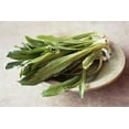 thumbnail image 2 of TomorrowSeeds - Ngo Gai Culantro Seeds - 1,600+ Count - For 2026 Planting Non-GMO Heirloom Herb USA, 2 of 11
