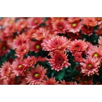 50 Burnt Red Aster Flower Seeds