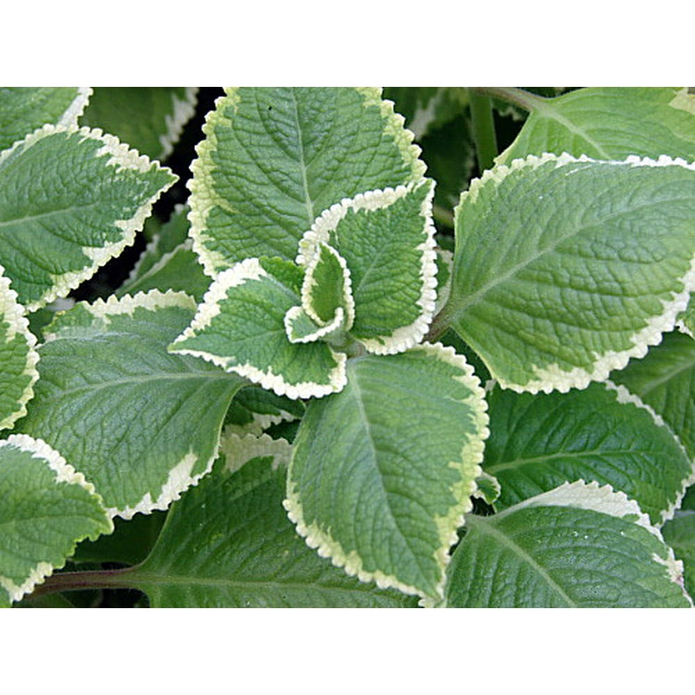 Variegated Cuban Oregano Plectranthus variegata Potted Herb 4