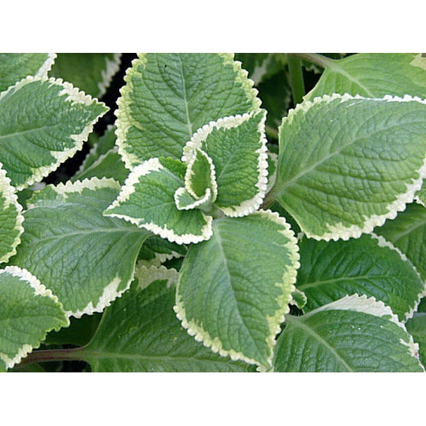 Variegated Cuban Oregano Plectranthus variegata Potted Herb 4