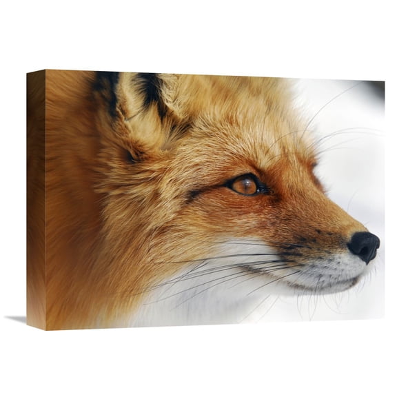 Global Gallery Alain Turgeon,'Red Fox' Stretched Canvas Artwork