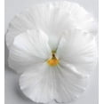 RedCrocus Spring Matrix White Pansy, Vibrant Multi-Color Blooms ...