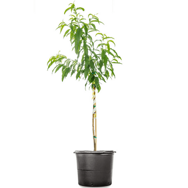 Cricket's Nursery 4-5 Ft Tall Flordacrest Peach Tree in Pot, Heavy Producer Sweet Fruit