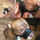 thumbnail image 4 of Bozal para perros que evita morder, ladrar y masticar, collar para la cabeza con lazo ajustable, correas antitirones y antimordeduras, correa de entrenamiento líder, 4 of 5