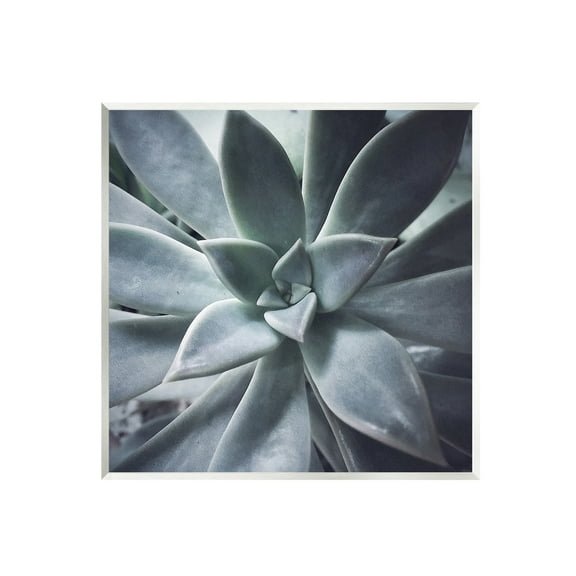 Stupell Industries Modern Succulent Close Up Plant Life Botanical Photograph Unframed Art Print Wall Art, Design by unknown