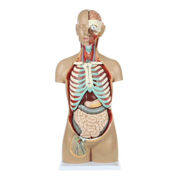 Axis Scientific 18-Part Human Torso Anatomy Model with Removable Organs and Product Manual