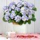 thumbnail image 3 of Flores artificiales de geranio Turnmeon para decoración de exteriores, 4 unidades, 3 of 8