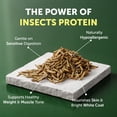thumbnail image 2 of Nature's Protection Superior Care Dry Dog Food, White Coat, All Life Stages, Grain-Free Insect, 22lb, 2 of 9