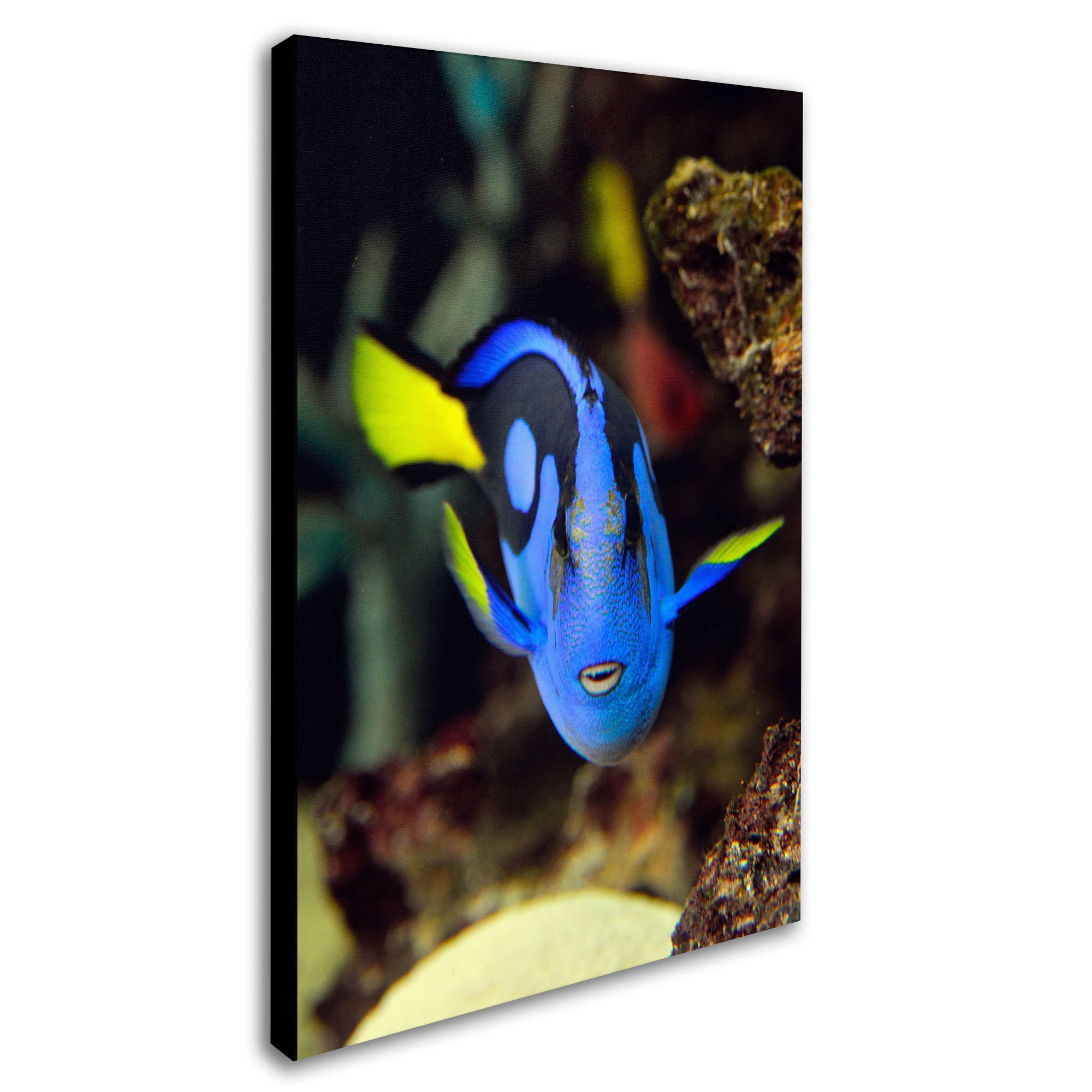 Trademark Fine Art "Parrot Fish" Canvas Art by Kurt Shaffer
