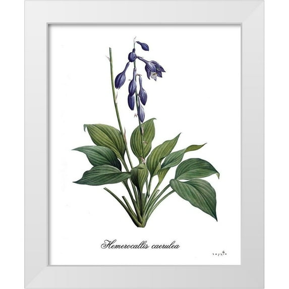 Sophie 6 15x18 White Modern Wood Framed Museum Art Print Titled - Hemerocallis Caerulea