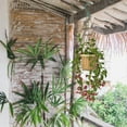 thumbnail image 1 of unbranded 5Ud Plant Pot Hanger Green Plastic Practical and Sturdy for Indoor and Outdoor Use, 1 of 6