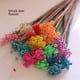 thumbnail image 1 of Flor de estrella pequeña Mini flor de estrella pequeña Flor seca Flor eterna Flor preservada Flor seca Material a juego, 1 of 5