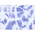 thumbnail image 1 of Ahgly Company Indoor Rectangle Abstract Blue Modern Area Rugs, 5' x 8', 1 of 4