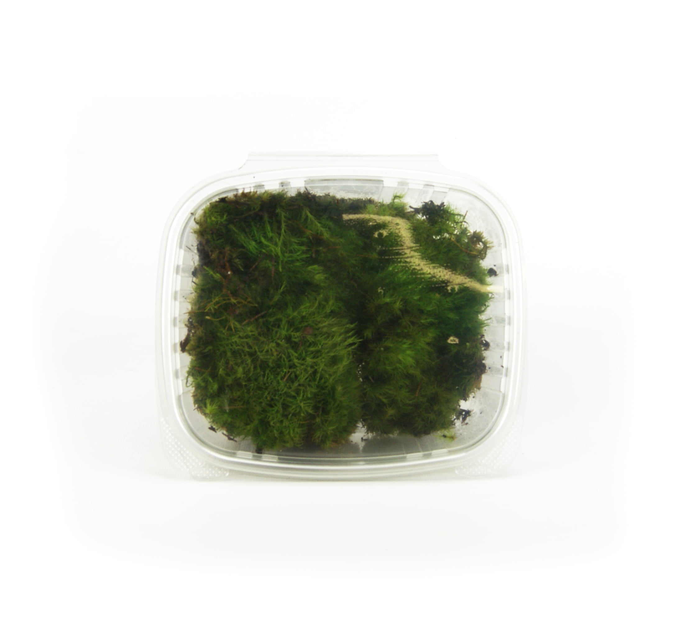 Live Frog Moss Mood Moss Pads Dicranum for Terrarium or Vivarium Quart Bag  -  Denmark