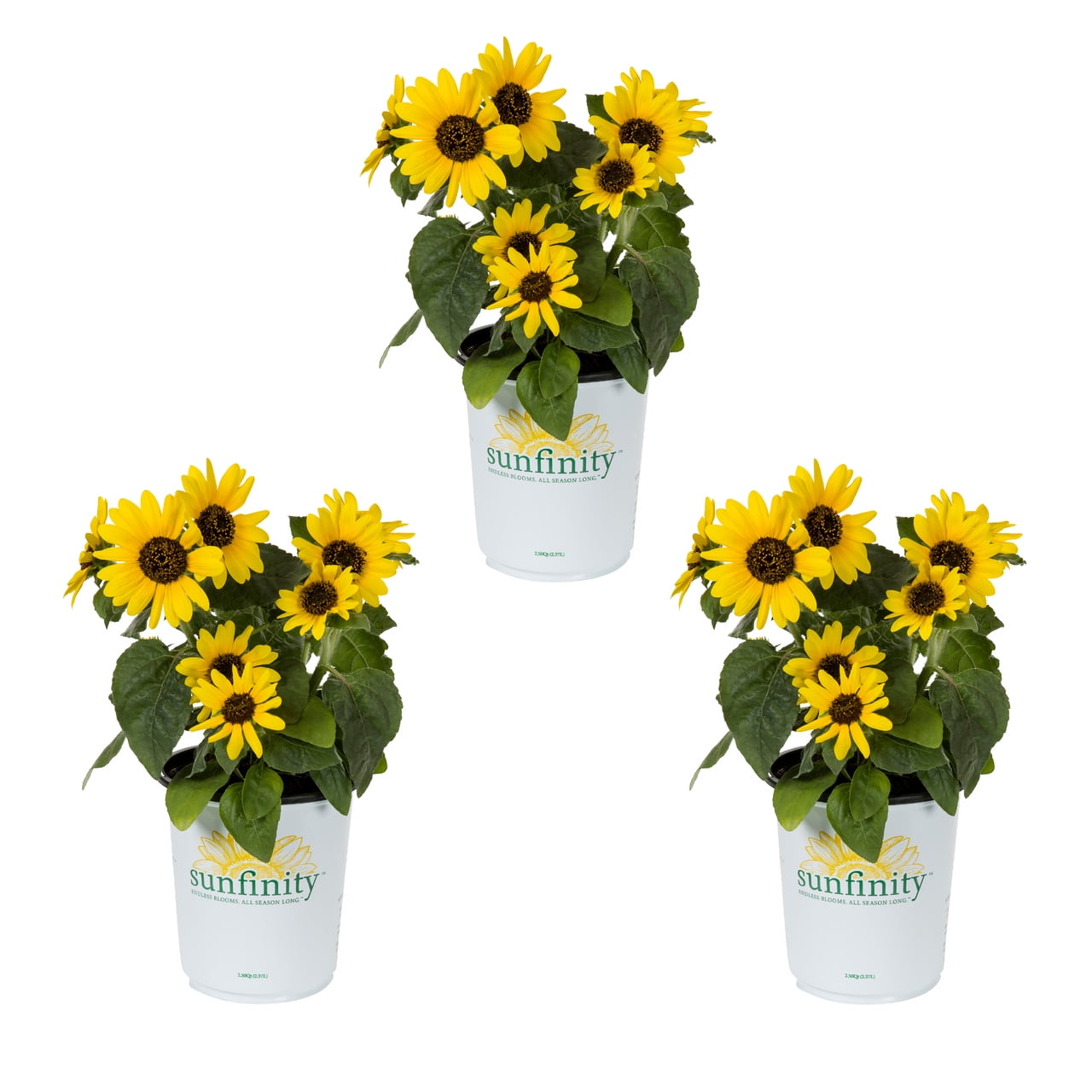 Sunfinity® 2.5QT Yellow Sunflower Annual Live Plants (3 Pack) with ...