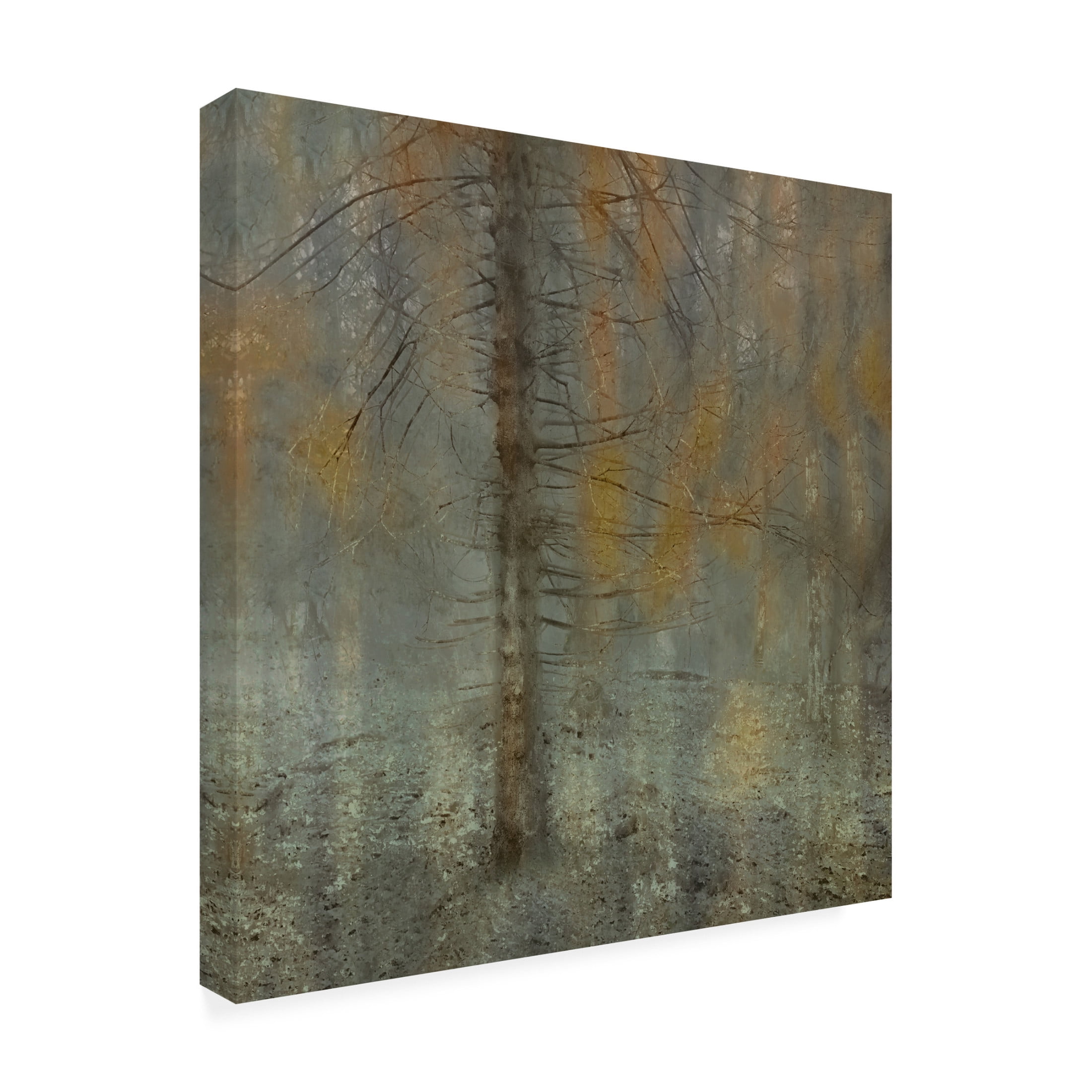 Canvas Wall Art - Delphine Devos 'Pine Tree' Wall Art for Living Room, Bedroom, or Office Décor by Trademark Fine Art - 24 x 24 Inches