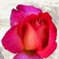 thumbnail image 3 of Thomlinson, Jenny 20x20 Black Modern Framed Museum Art Print Titled - Spring Roses III, 3 of 5