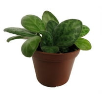JV Mellow Yellow Asian Violet - Primulina - House Plant - 2.5" Pot