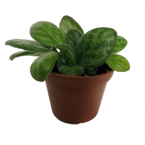 JV Mellow Yellow Asian Violet - Primulina - House Plant - 2.5" Pot