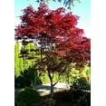 thumbnail image 3 of Fireglow Japanese Maple – Compact Ornamental Tree with Brilliant Red Foliage for Landscapes & Gardens, 3 of 6