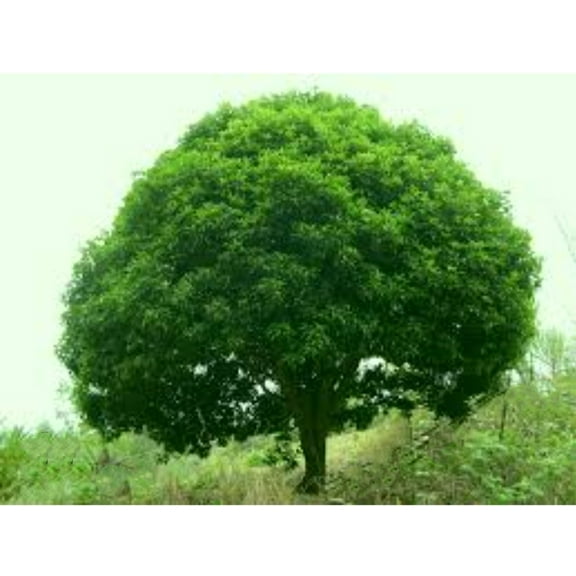 55 Camphor Tree Seeds Cinnamomum camphora camphorwood camphor laurel Free Shipping