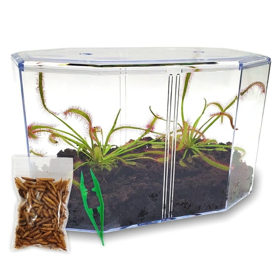 Deluxe Cape Sundew Plant Kit with 2 Live Carnivorous Plants – Indoor Bug-Eating Terrarium Kit with Food, Moss & Peat Pellets