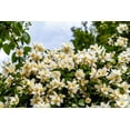 thumbnail image 1 of 40 Graines d'Arbuste WESTERN Faux ORANGE Philadelphus Lewisii Indigènes Blanches Jaunes à Fleurs, 1 of 1