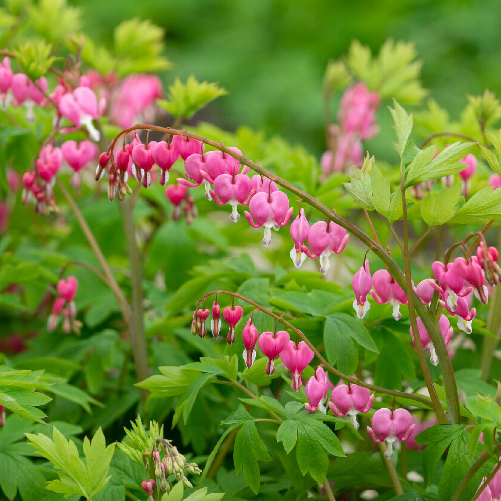 Garden State Bulb Bleeding Heart Dicentra Spectabilis, Bare Roots, Spring Planting (Bag of 18)