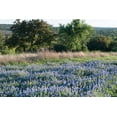 thumbnail image 2 of Highsmith, Carol 32x23 Black Ornate Wood Framed with Double Matting Museum Art Print Titled - Bluebonnets-the State Flower-near Marble Falls in the Texas Hill, 2 of 4