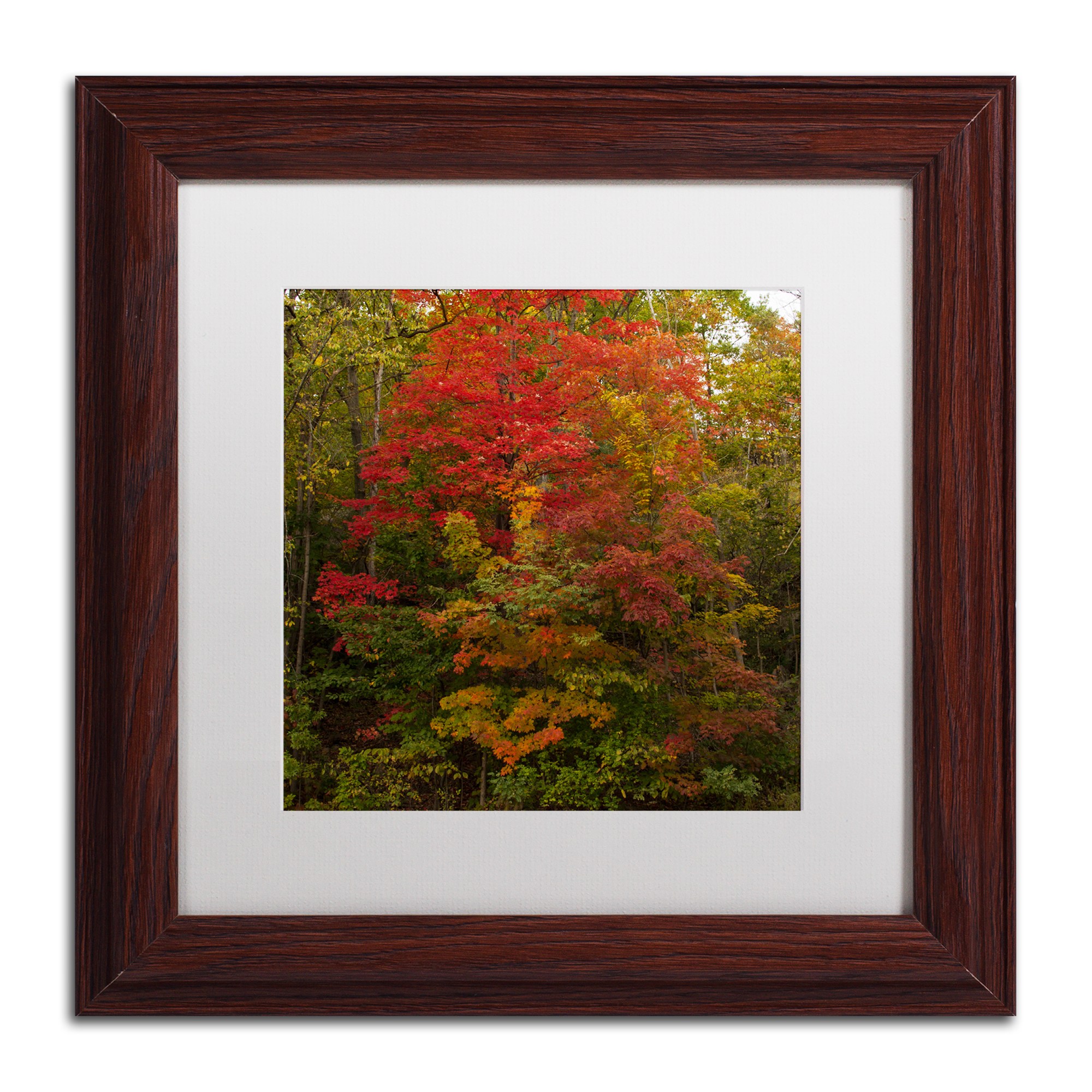 Trademark Fine Art "Why I Love Autumn 2" Canvas Art by Kurt Shaffer, White Matte, Wood Frame