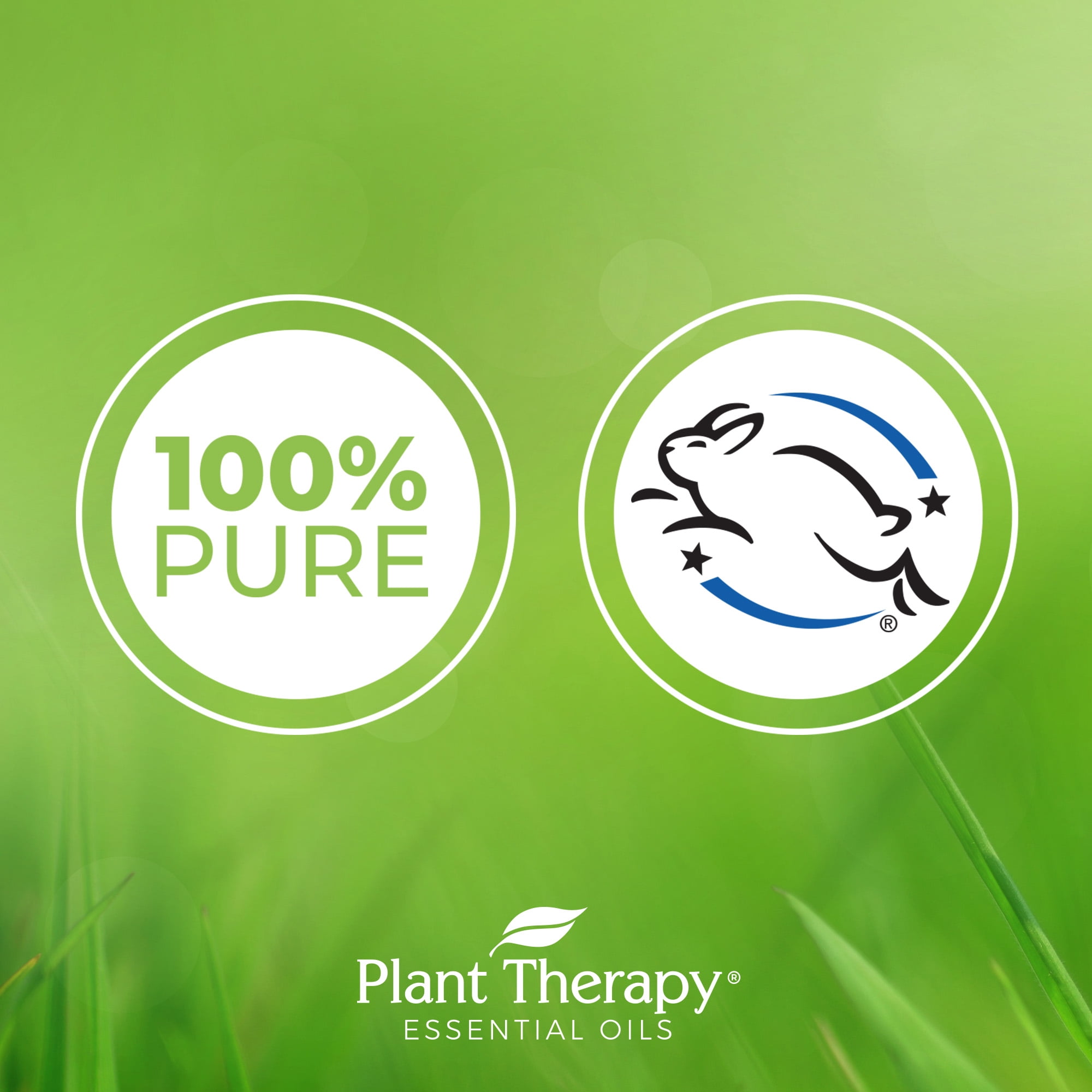 Plant Therapy Basil Linalool Essential Oil 100 mL (3.3 oz) 100% Pure, Undiluted