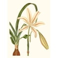 thumbnail image 2 of Curtis 19x24 White Modern Wood Framed Museum Art Print Titled - Antique Amaryllis I, 2 of 4