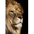 thumbnail image 2 of Lion Wall Mural by Wallmonkeys Peel and Stick Graphic (18 in H x 12 in W) WM150745, 2 of 4