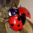 thumbnail image 4 of New Artificial Electronic Insect Toy Trickster Multicolor Novelty Home Decor Gift Friends Infrared Remote Control, 4 of 5