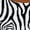 AA-White, variant on Inktastic Zebra Safari Animal Sunset Girls Baby Dress